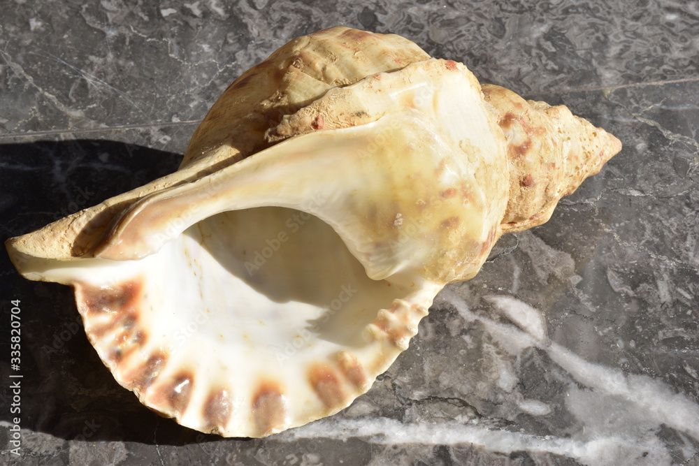 Tritone, conchiglia gigante del mediterraneo