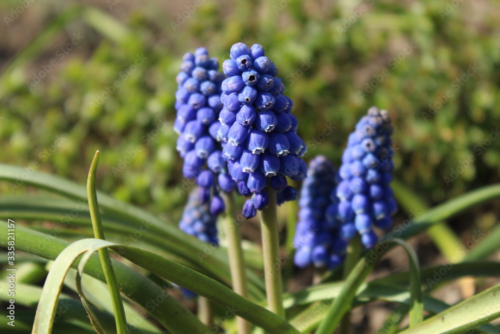 the blossom of a blue pearl hyacinth (Muscari) the blossom of a blue pearl hyacinth (Muscari)