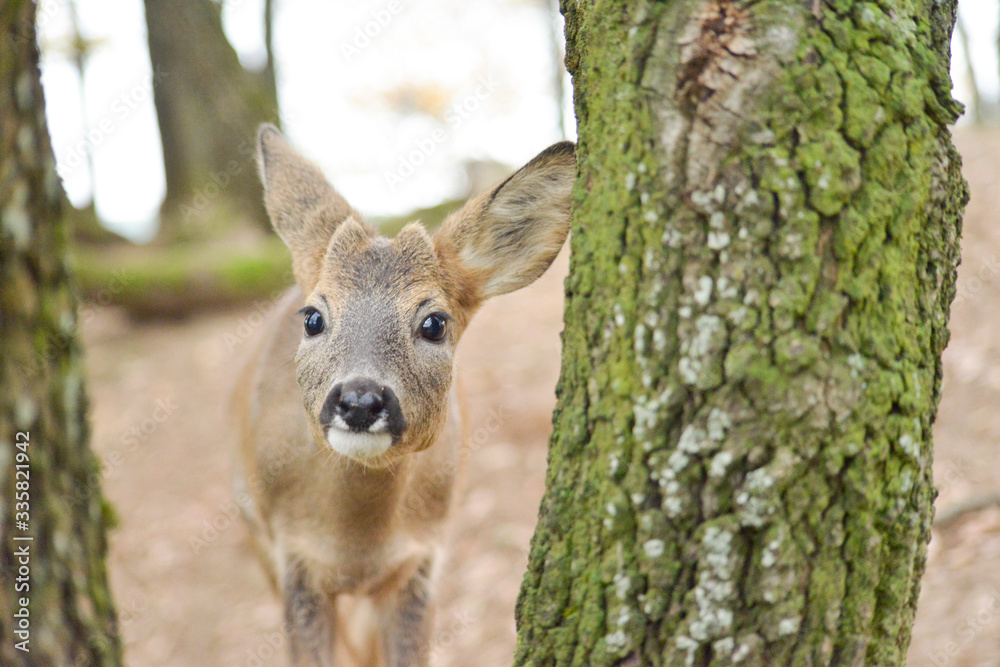 Portrait de petits chevreuils au milieu d'une foret en Europe durant l'été. Portrait de petits chevreuils au milieu d'une foret en Europe durant l'été.