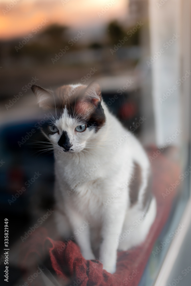 foto vertical. gato blanco y negro de ojos azules asomado en la ventana donde se refleja la puesta de sol, mira hacia abajo
