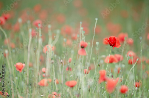 Sunny poppy field