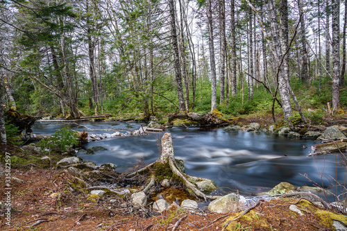 Forest landscape with small river cascade falls over mossy rocks. Atlantic Canada