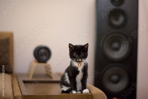 Tuxedo Cute kitten