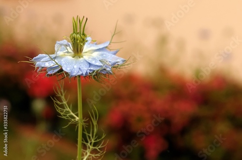 Nigelle