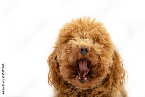 Cute poodle yawning in photo studio.
