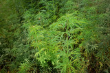 Cannabis Plants Growing Outdoor with Marijuana Buds