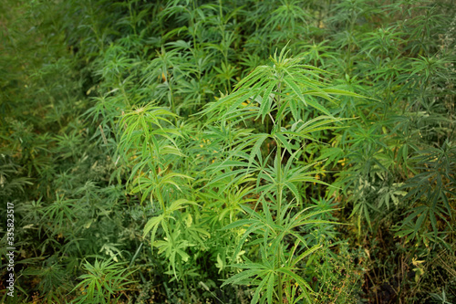 Cannabis Plants Growing Outdoor with Marijuana Buds