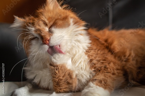 Beautiful orange furry male cat resting on a leather chair and licking its paw