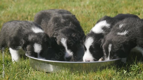 Border collie puppies eating on the grass