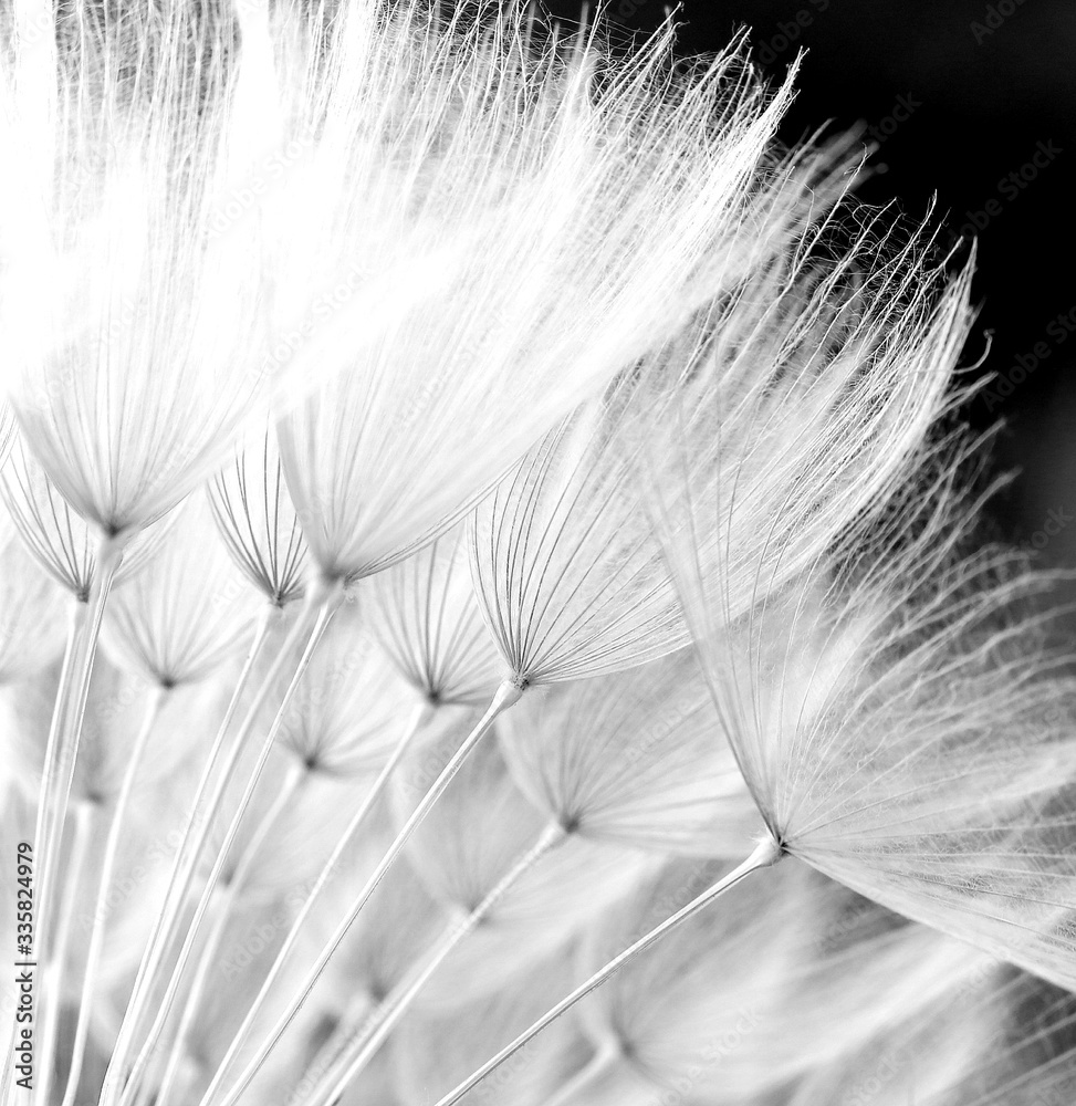 Obraz premium feather on black background