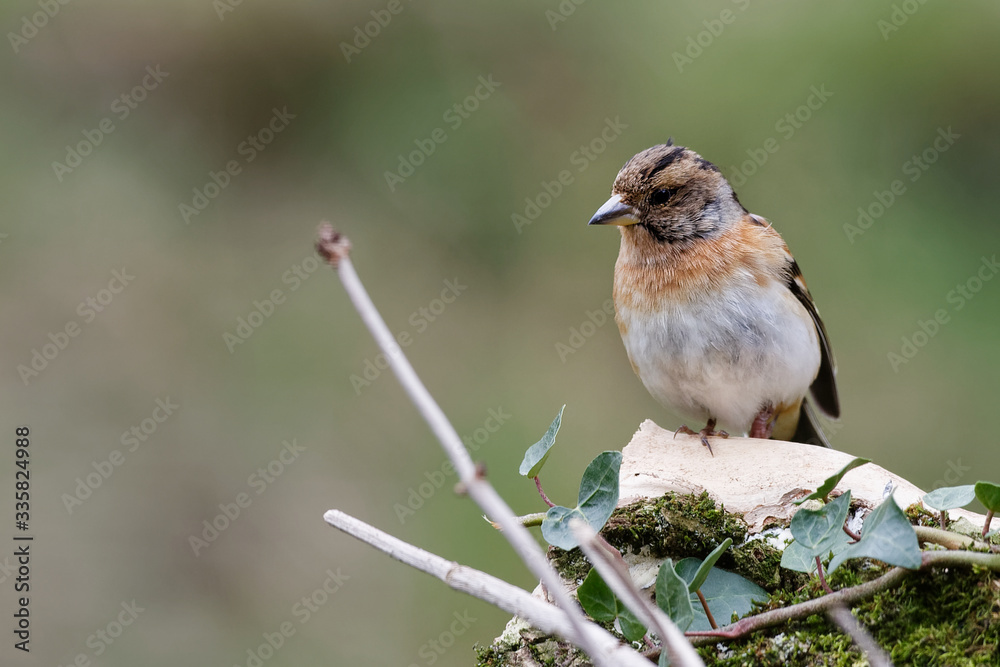 Fototapeta premium le pinson du nord