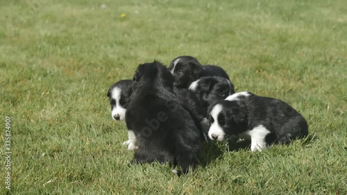 Border collie puppies on grass, fur blowing in the wind
