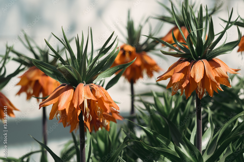 beautiful big orange flowers in the garden beautiful big orange flowers in the garden