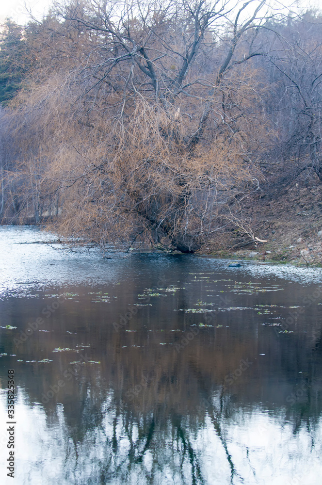 First leaves of the weeping willow on the small island after the bridge