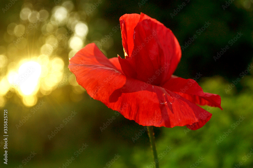red poppy flower at sunset - obrazy, fototapety, plakaty 