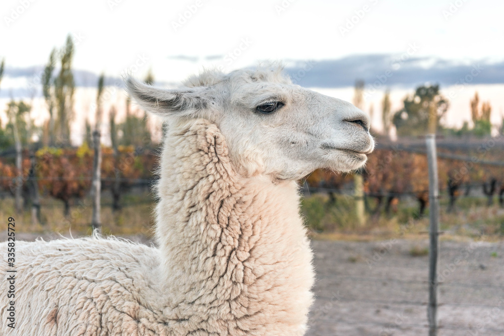 Llama farm in Argentina