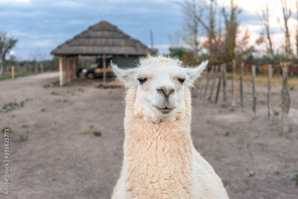 Llama farm in Argentina