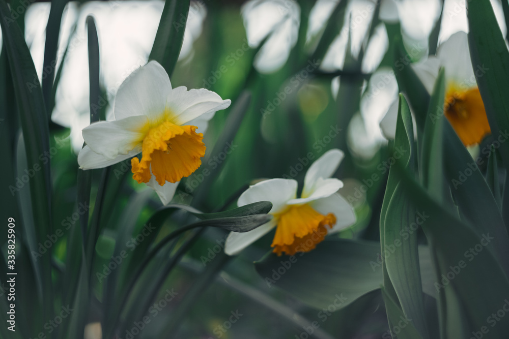 Fototapeta premium beautiful white and yellow daffodils have bloomed and smell.