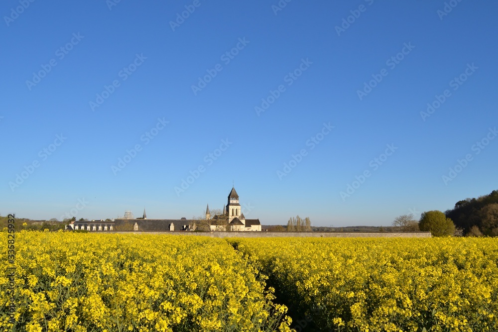 Abbaye de Fontevraud et champ de colza