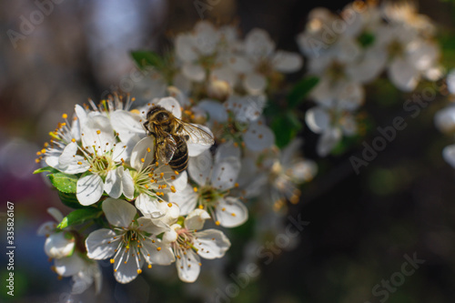 Bee. The bee collects nectar on bright white flowers. Macro horizontal photography. World bee day.