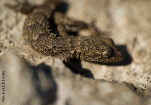 image of a lizard in close-up (macro) with blurred background and main focus on the eye