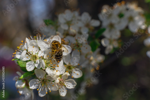 Bee. The bee collects nectar on bright white flowers. Macro horizontal photography. World bee day.