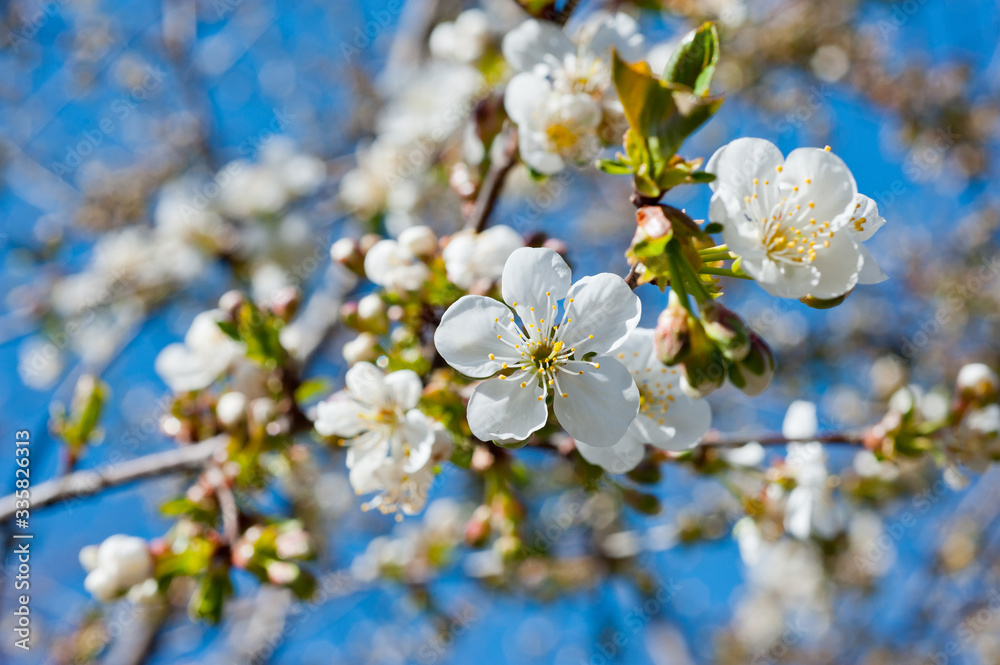 Close-up shot of blossoms of a cherry tree. Background for flowers, spring flowering and floriculture.