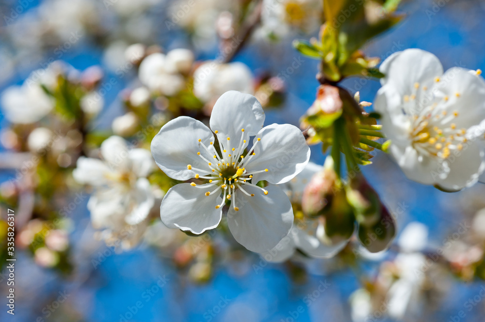 Close-up shot of blossoms of a cherry tree. Background for flowers, spring flowering and floriculture.