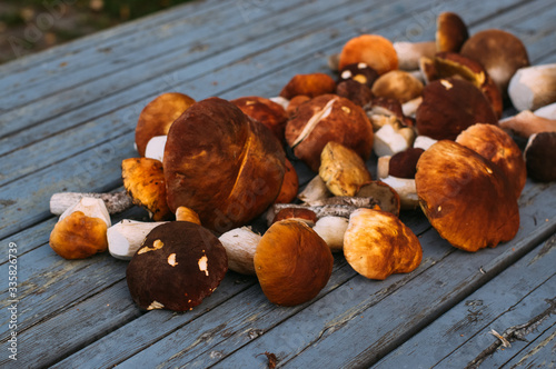 Porcini mushrooms on the table