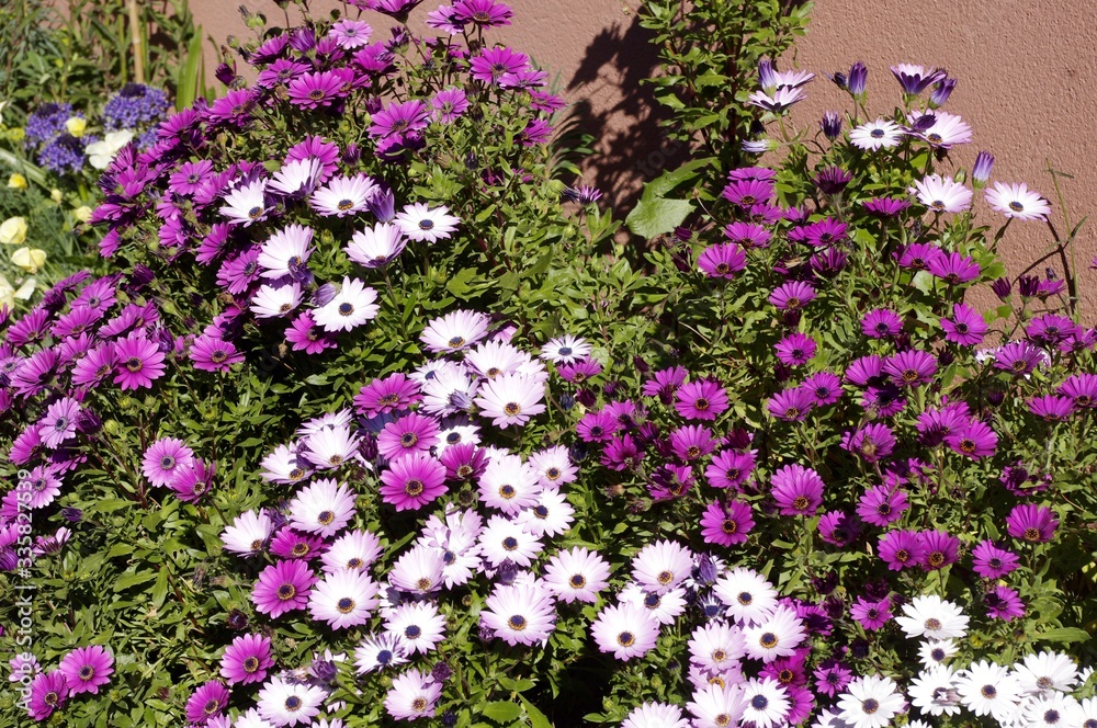 Obraz premium Osteospermum