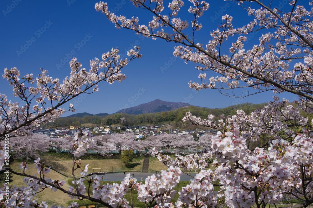 桜, 花, ピンク, 木, 自然, 咲く, 白