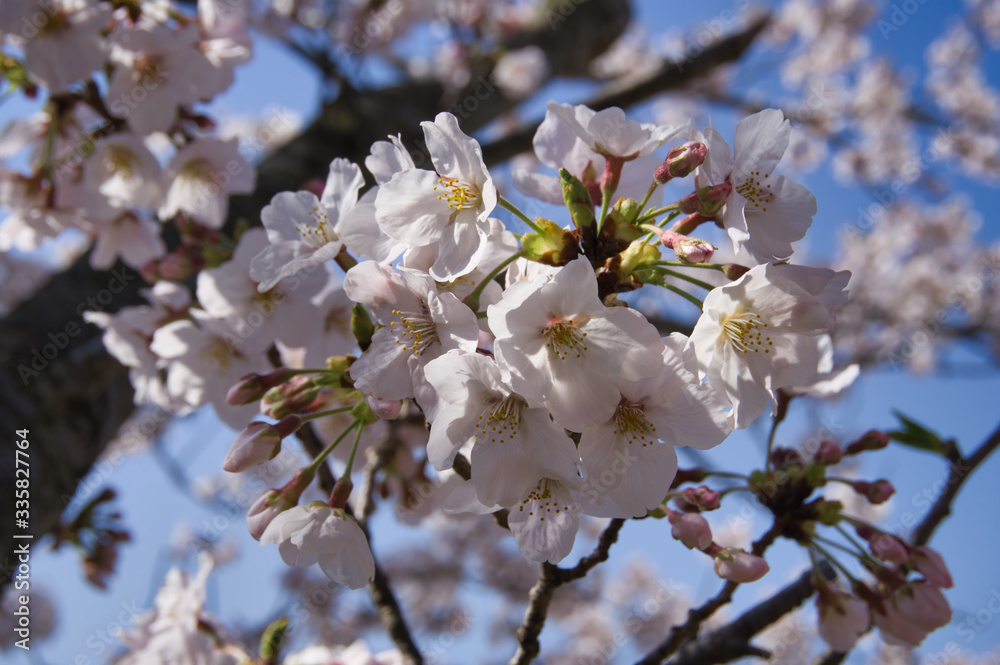 桜, 花, ピンク, 木, 自然, 咲く, 白