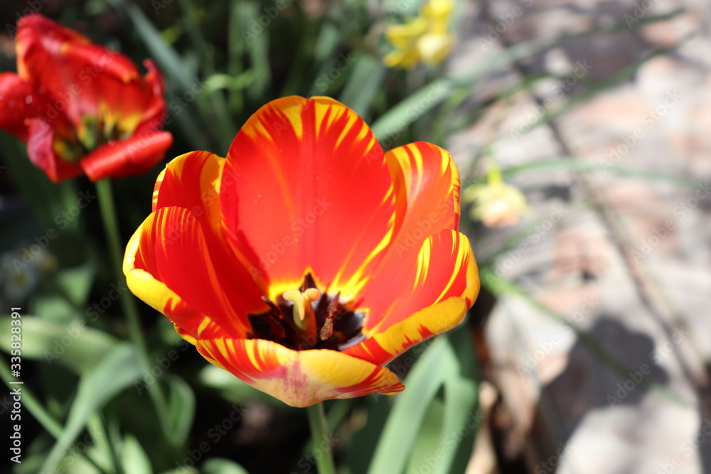 Tulipes bicolores rouge et jaune au printemps - Département du Rhône - France Tulipes bicolores rouge et jaune au printemps - Département du Rhône - France