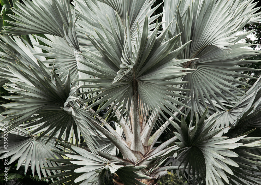 Fototapeta jasne liście palmowe