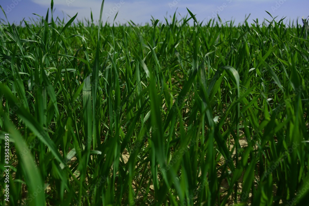 spring grass in the field and blue sky spring grass in the field and blue sky