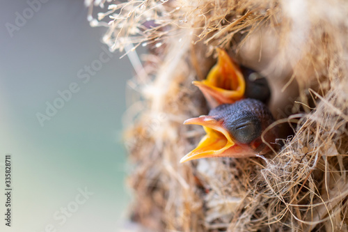 Foto Image of baby birds are waiting for the mother to feed in the bird's nest on nature background