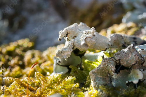 macro photo of green moss similar to flamingos © Юрий Бартенев