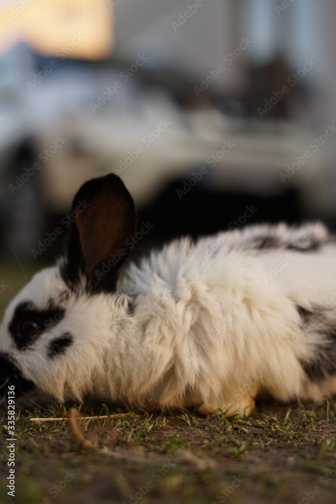 rabbit rabbit