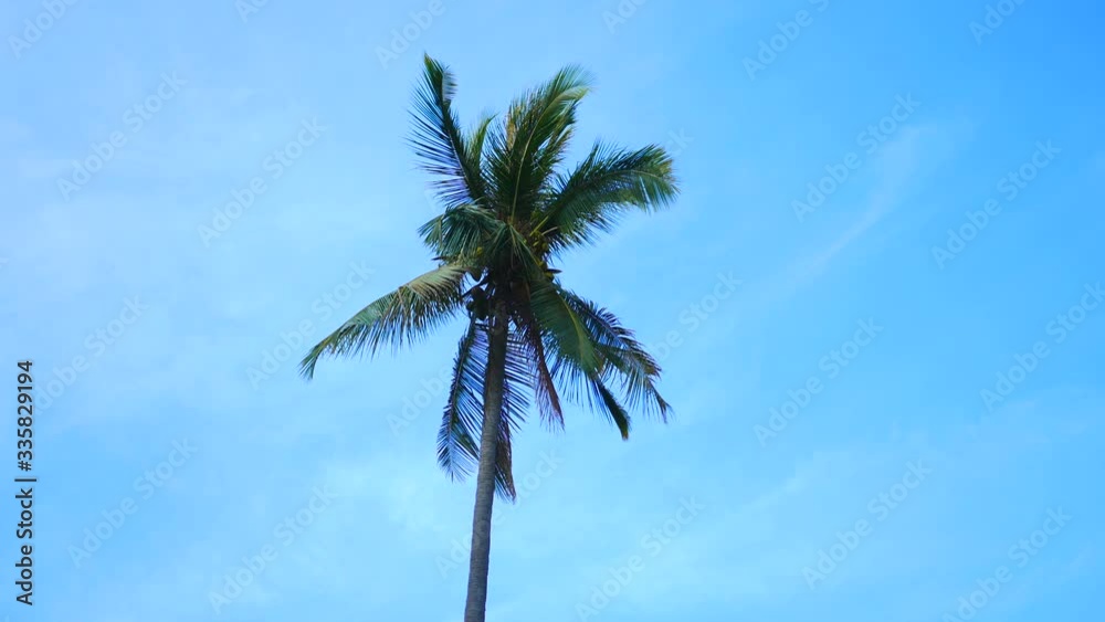 soft wind moving leaves of coconut tree with trunk and coconut fruit and blue cloudy sky background soft wind moving leaves of coconut tree with trunk and coconut fruit and blue cloudy sky background