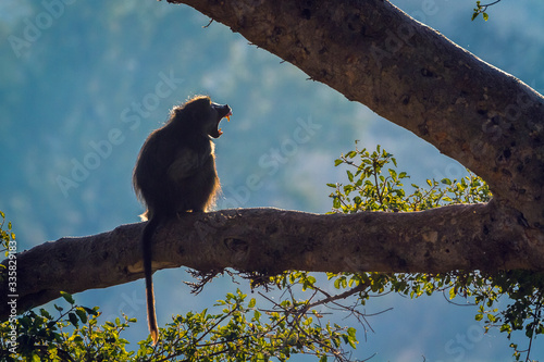 Chacma baboon male roaring in backlit in Kruger National park, South Africa ; Specie Papio ursinus family of Cercopithecidae