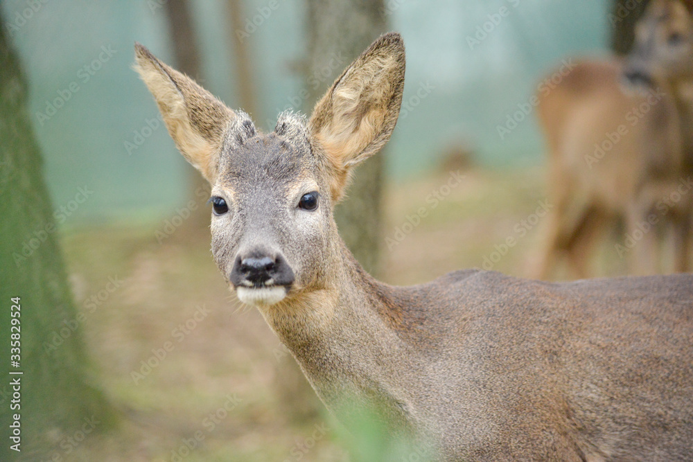 Portrait de petits chevreuils au milieu d'une foret en Europe durant l'été.