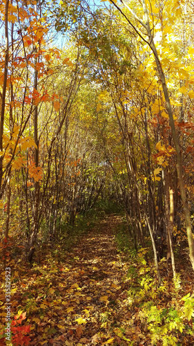 Vertical view of a peaceful path in a young forest from Canada during a beautiful sunny day of autumn. © Alex