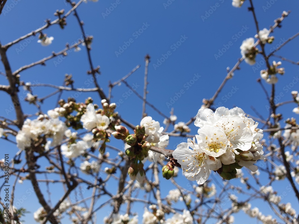 Flowering of apricot tree, blooming apricot, white flowers of apricot tree, prunus armeniaca blossom Flowering of apricot tree, blooming apricot, white flowers of apricot tree, prunus armeniaca blossom