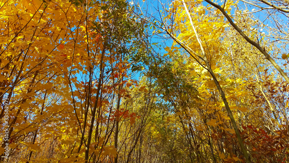 A lot of colorful treetops in front of a beautiful blue sky during a sunny day of autumn in the Province of Quebec, Canada.