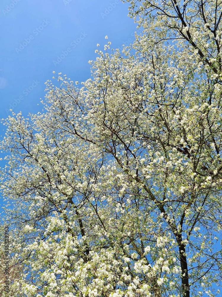 White blooming tree in front of blue sky in spring