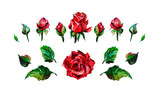 Set of red roses. Rose flowers and rose buds, green leaves. Simple watercolor illustration
