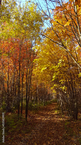 Warm and peaceful path in a Canadian forest full of yellow and orange trees. © Alex