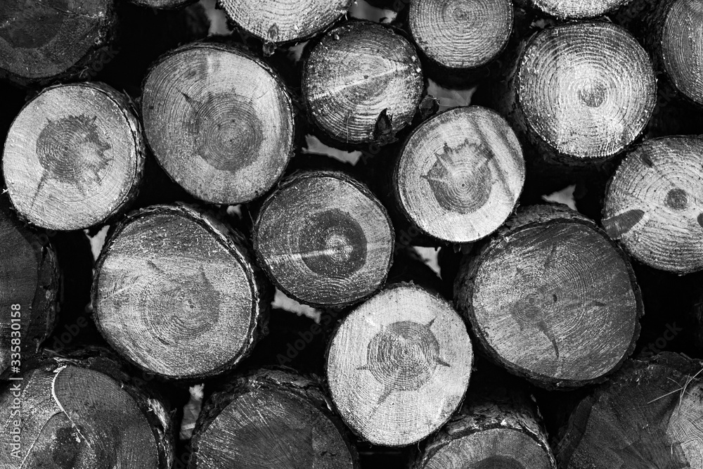 Stos drewnianych bali złożonych przy drodze - zdjęcie czarno białe - obrazy, fototapety, plakaty 