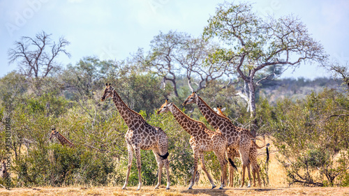 Group of Giraffes on lake side in Kruger National park  South Africa   Specie Giraffa camelopardalis family of Giraffidae