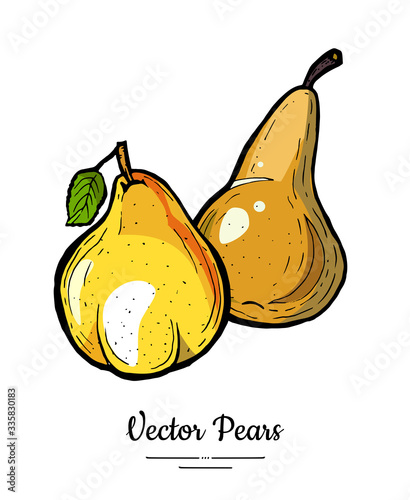 Pears fruits vector isolate. Yellow brown whole pear fruit hand drawn illustration. Trendy food vegetarian sweet ripe fruit icon logo sketch line art style. Pear illustration isolated white background